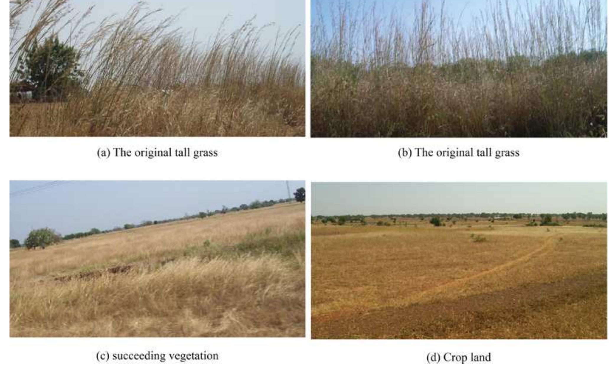 Figure 4. Samples of remnants of the original tall grass of the UER and of areas converted to crop productior 