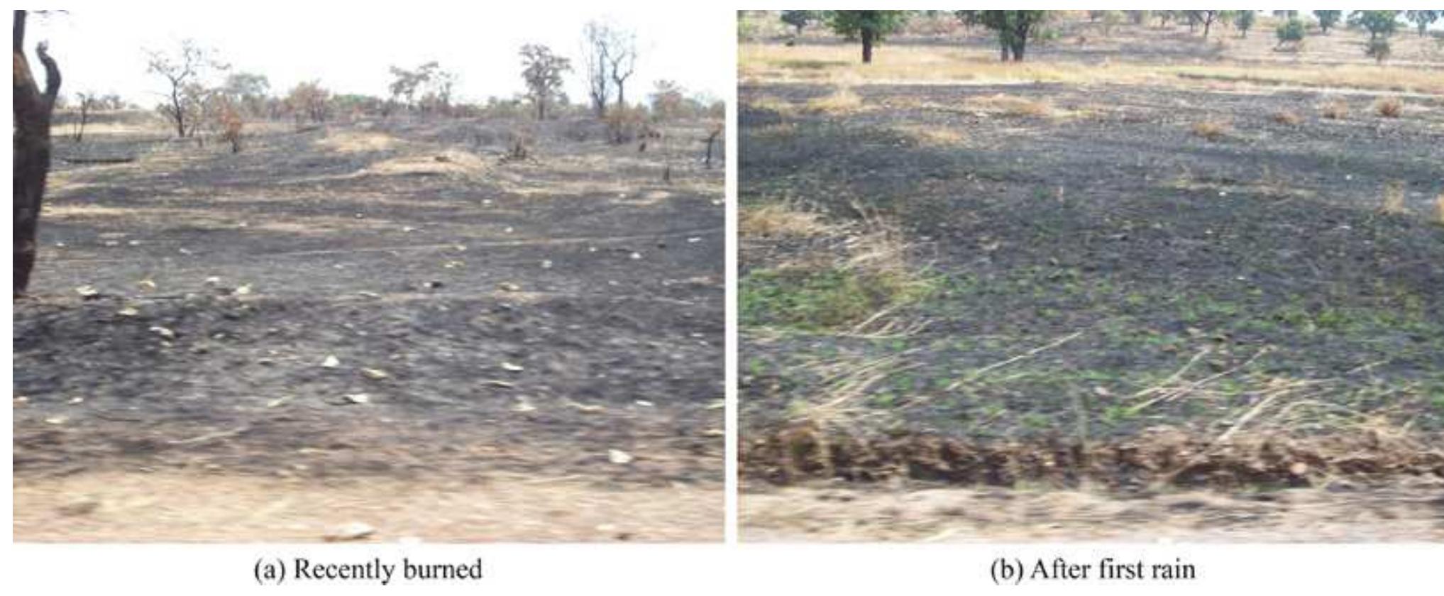 Figure 8. Burned land and the rapid growth of vegetation in the same location after the first rain 