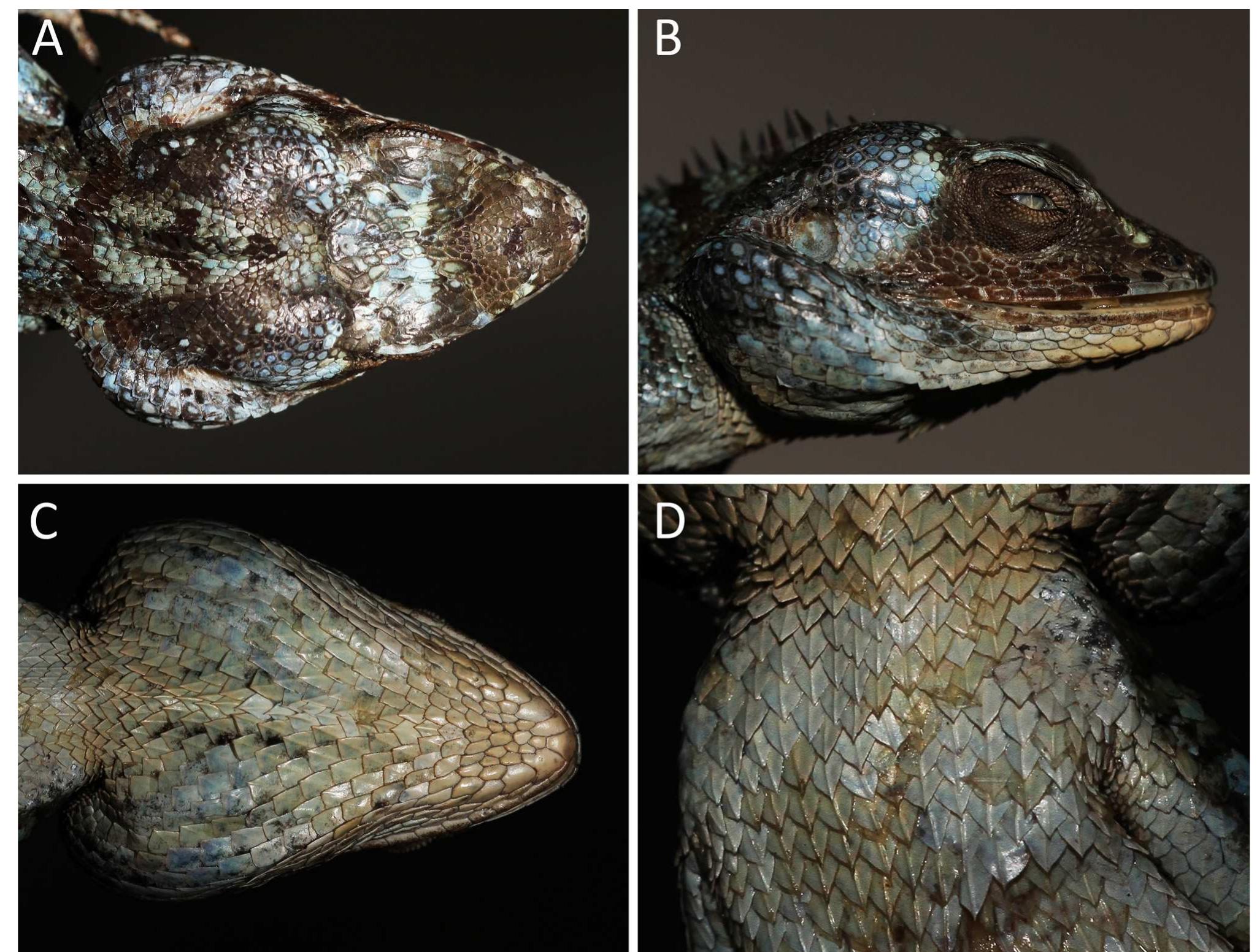 (PDF) A new species of the genus Calotes (Squamata: Agamidae) from high ...