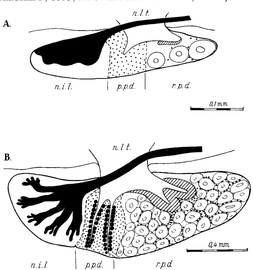 (PDF) Cell types in the pituitary of the eel, Anguilla anguilla L., at ...