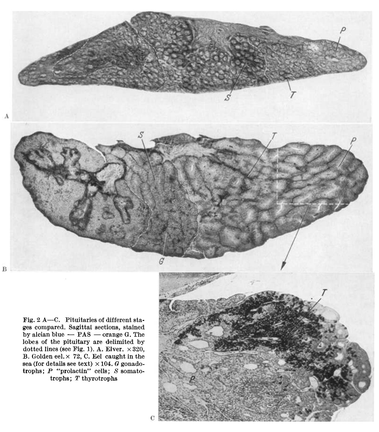 (PDF) Cell types in the pituitary of the eel, Anguilla anguilla L., at ...