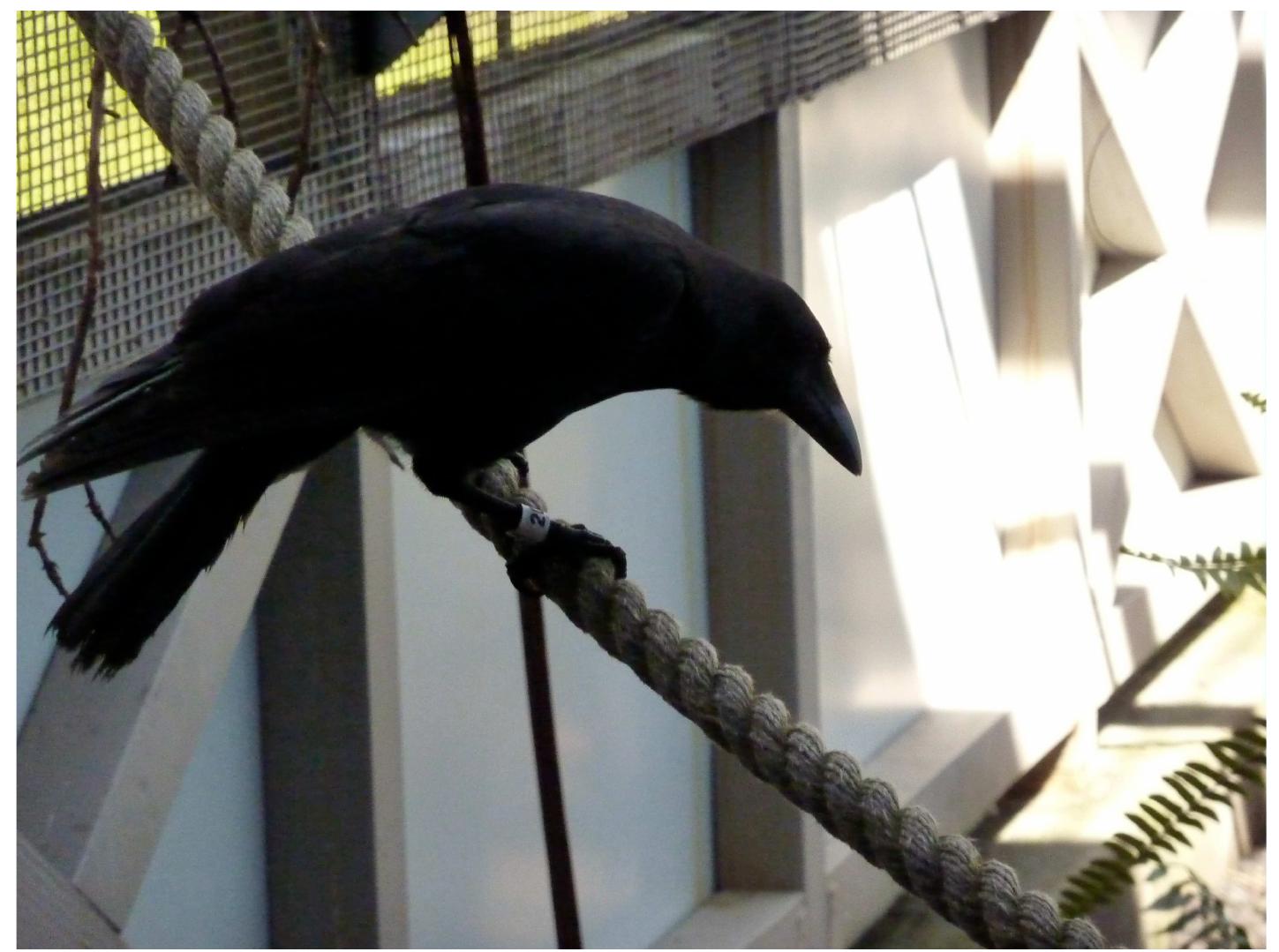(PDF) A Day With Crows: Rarity, Nativity and the Violent-Care of ...