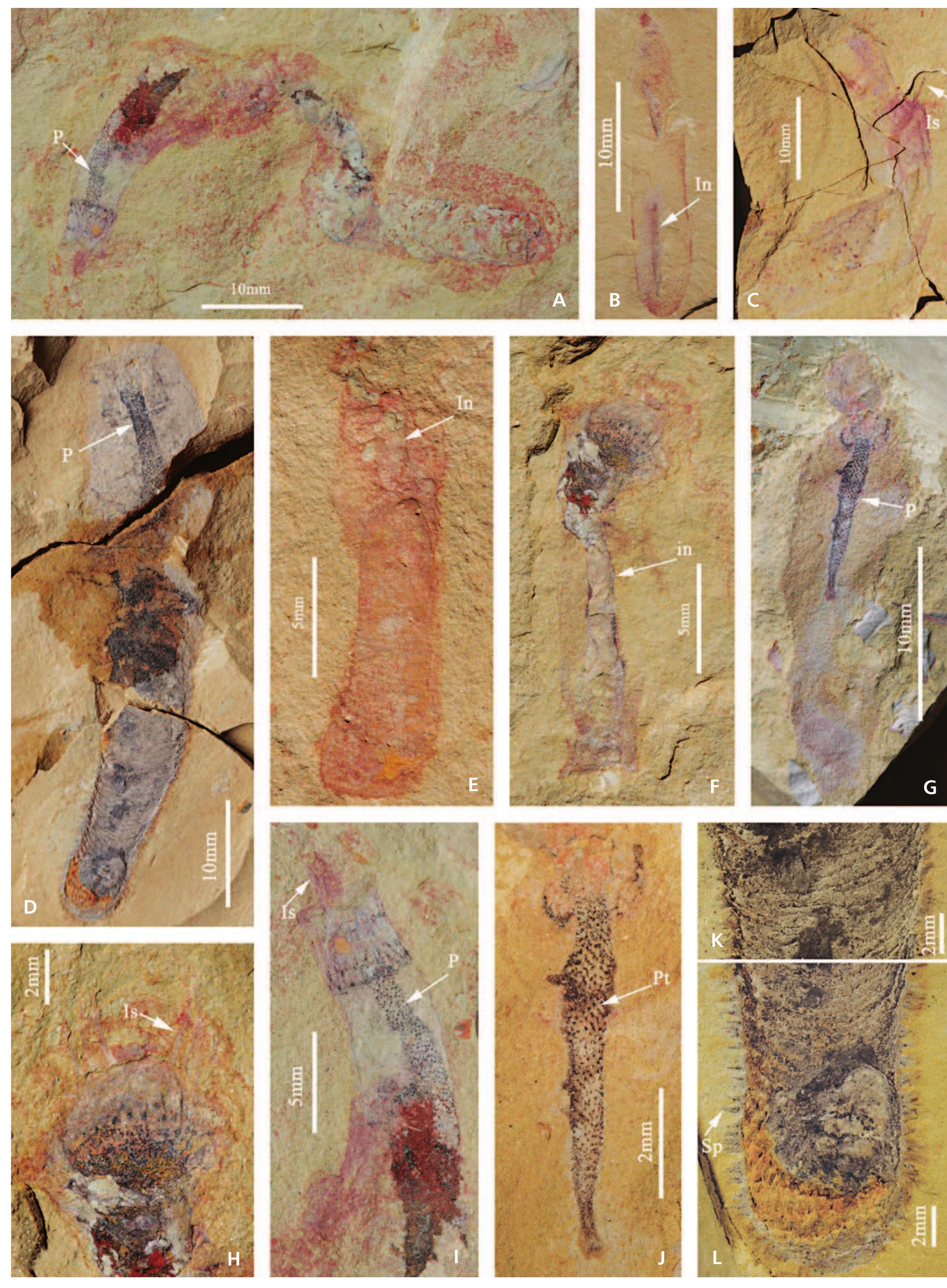 Priapulids Extinct (PDF) A new priapulid assemblage from the early Cambrian Guanshan ...