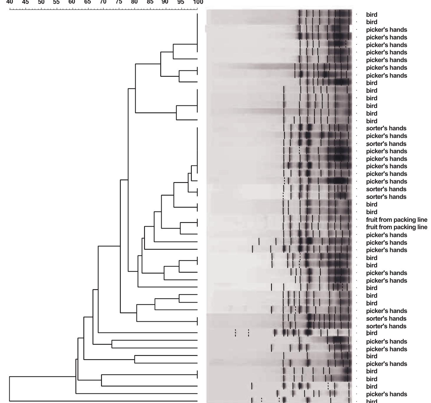 PDF) Internalization of Pathogens in Produce