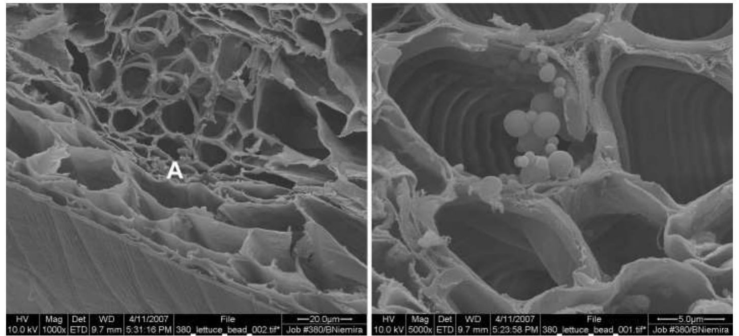 PDF) Internalization of Pathogens in Produce