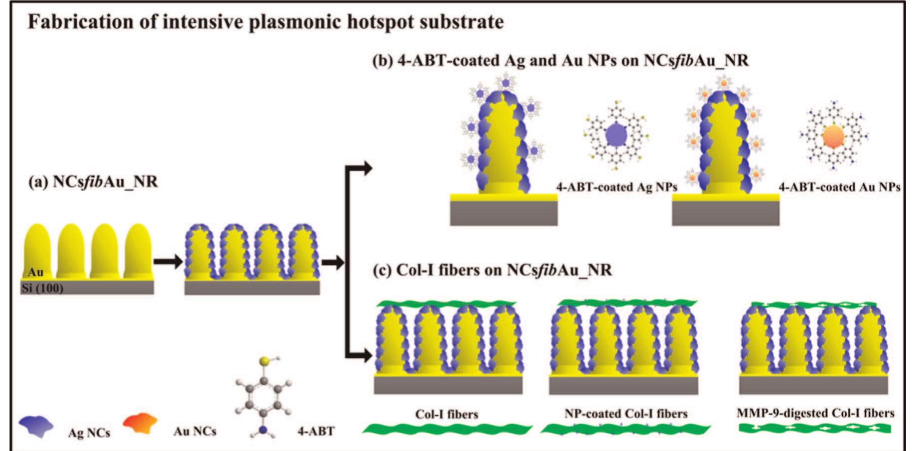Schematic diagrams of structures of (a) col-i fiber and (b)