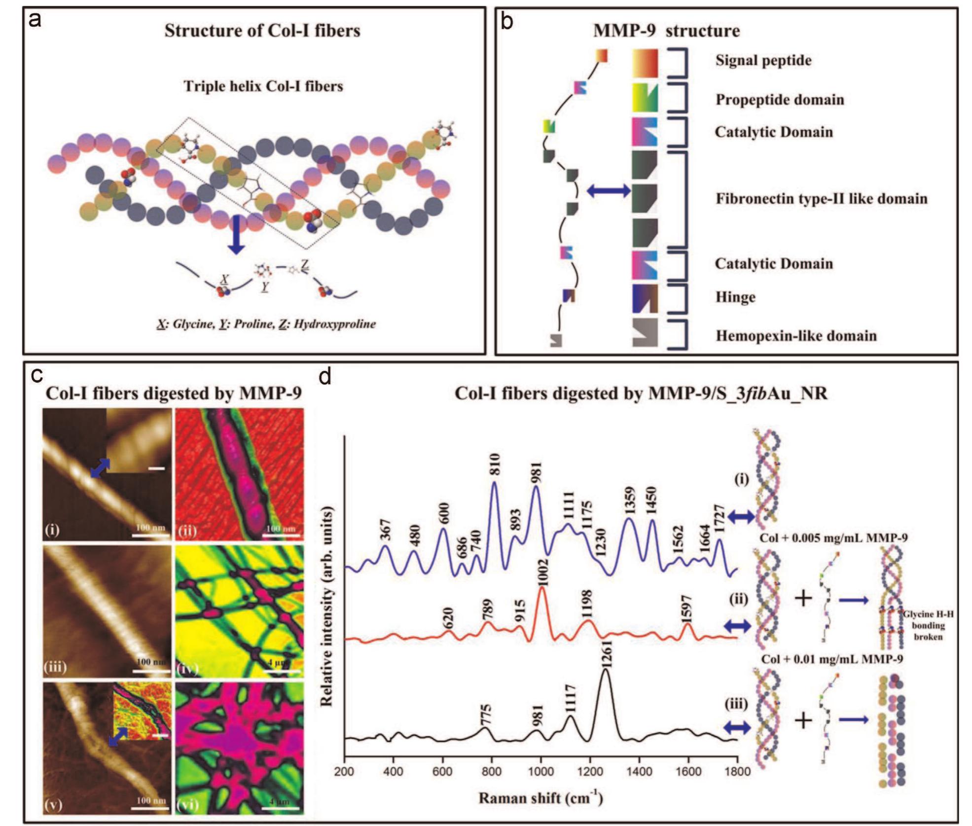 Schematic diagrams of structures of (a) col-i fiber and (b)