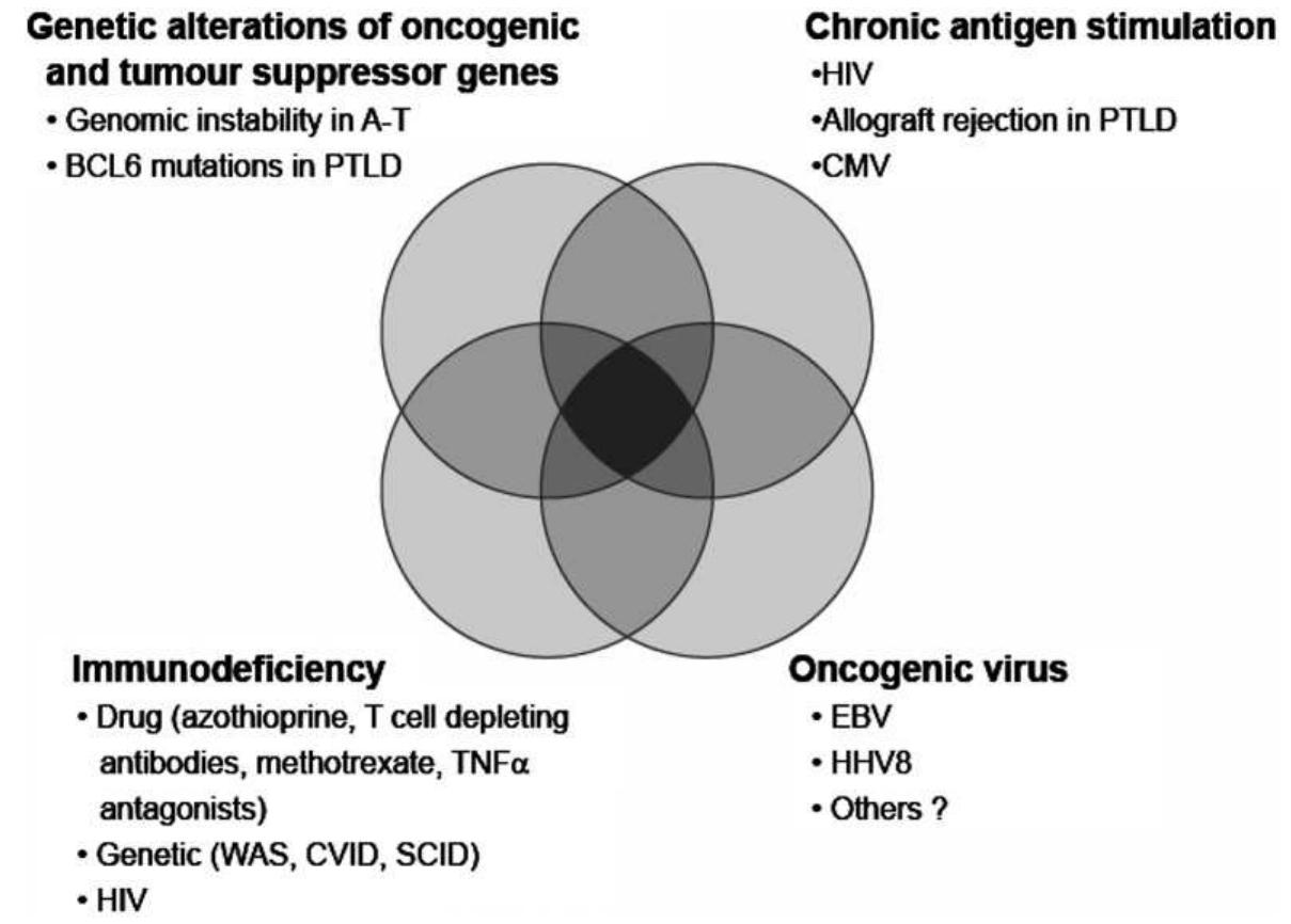 Image showcasing Interaction of factors contributing to lymphomagenesis in