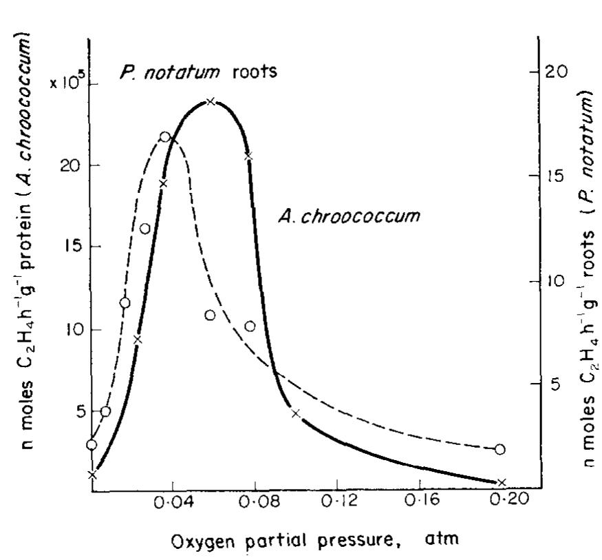 Notatum Roots (PDF) Rhizosphere associations between grasses and nitrogen-fixing ...