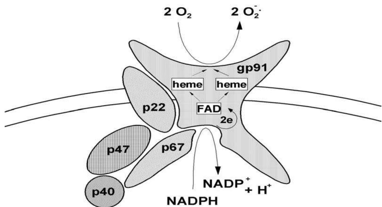 Figure 2 - from Oxidative killing of microbes by neutrophils