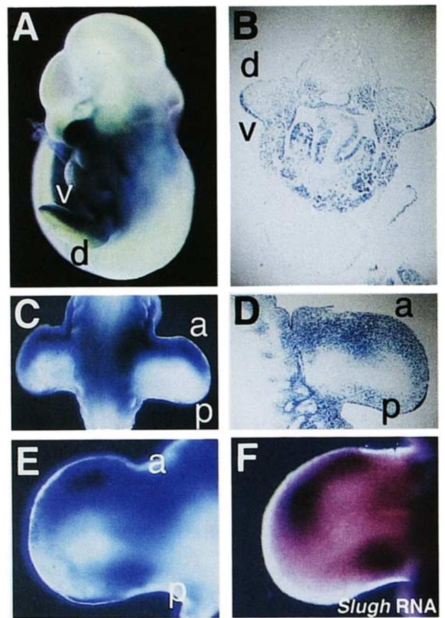 Slug Mouse Comparison of the mouse and chicken slug proteins. the
