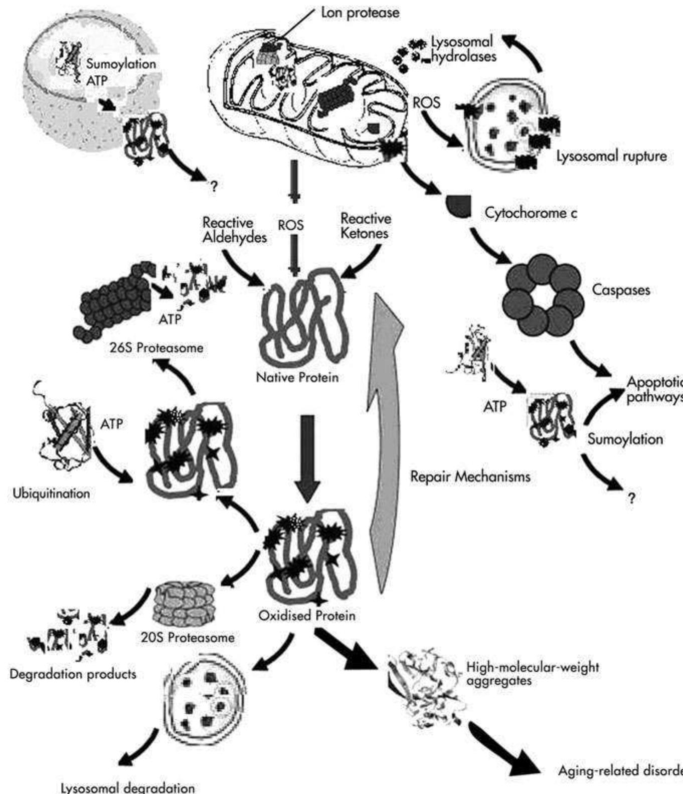Molecular Modifier Structural modifications in cpg dinucleotides and their