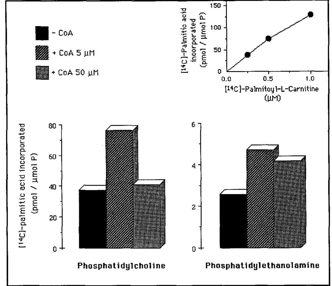 palmitoyl-l-carnitine PDF) Palmitoyl-L-carnitine, a metabolic intermediate of the fatty acid  incorporation pathway in erythrocyte membrane phospholipids