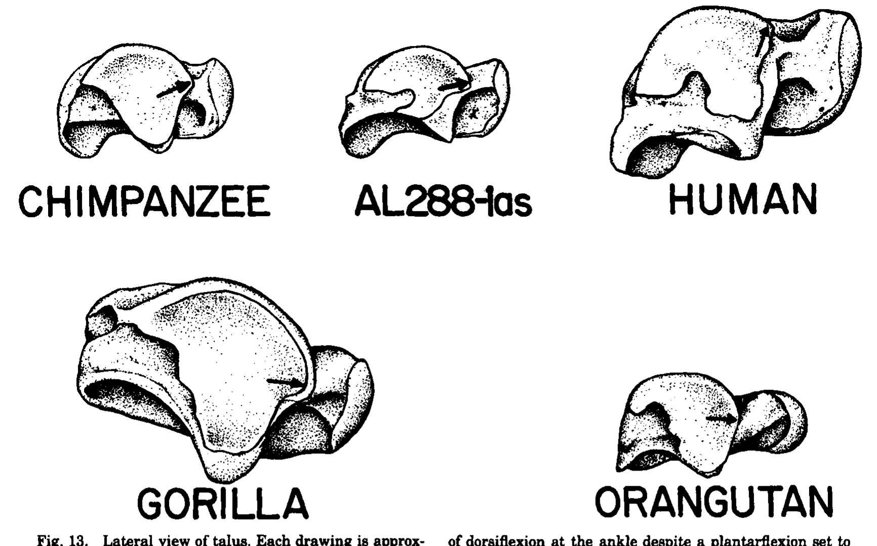 Figure 15 The anatomy ofAustralopithecus