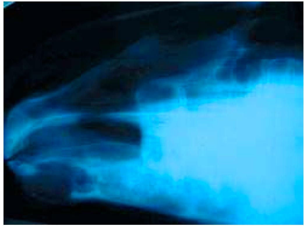 |. latero-medial radiograph of the mandible of a 1-year-old