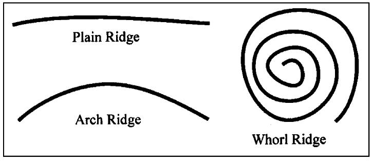 (PDF) Fingerprint classification: a review