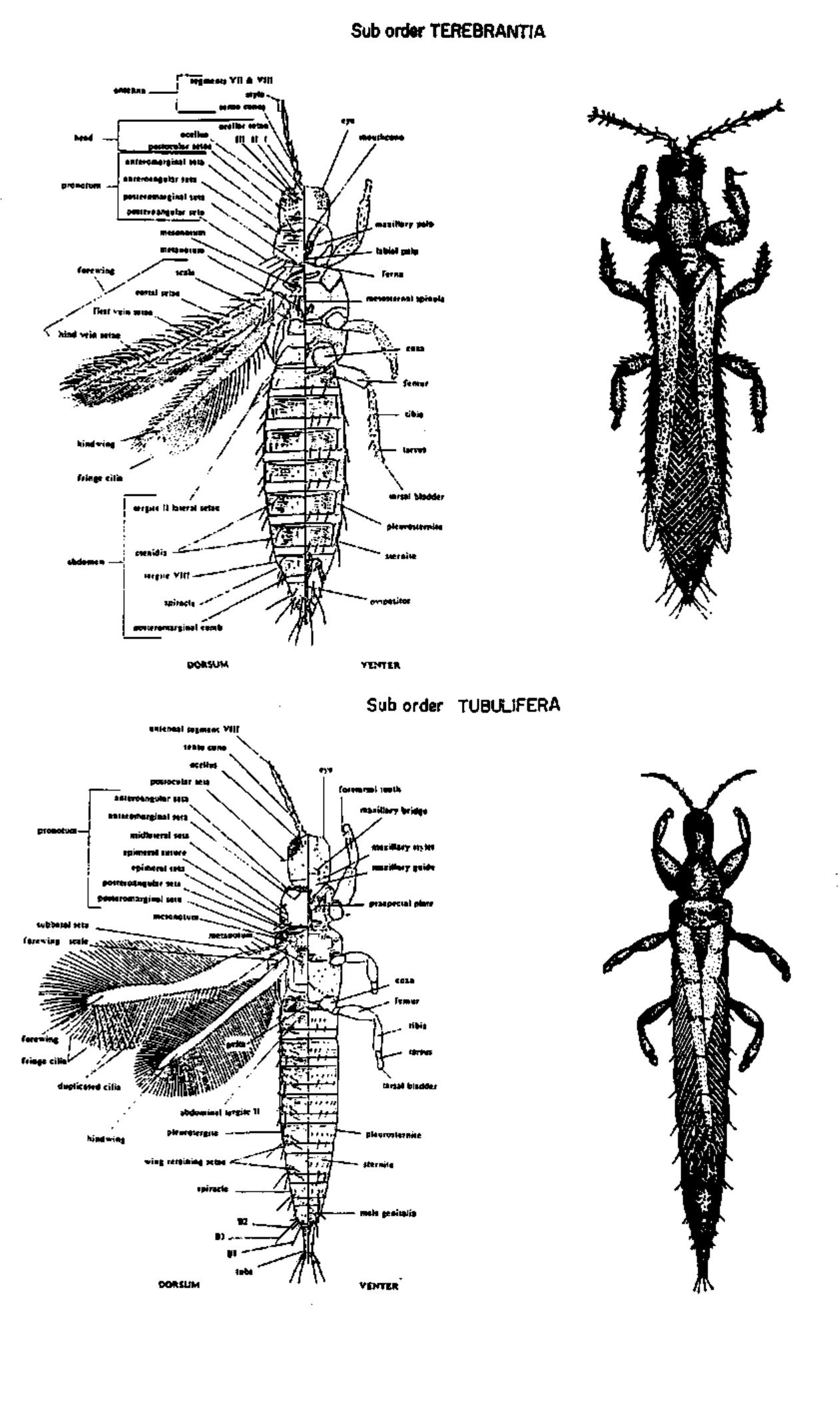 Theps Insect Figure 1 - from Biological control of thrips pests