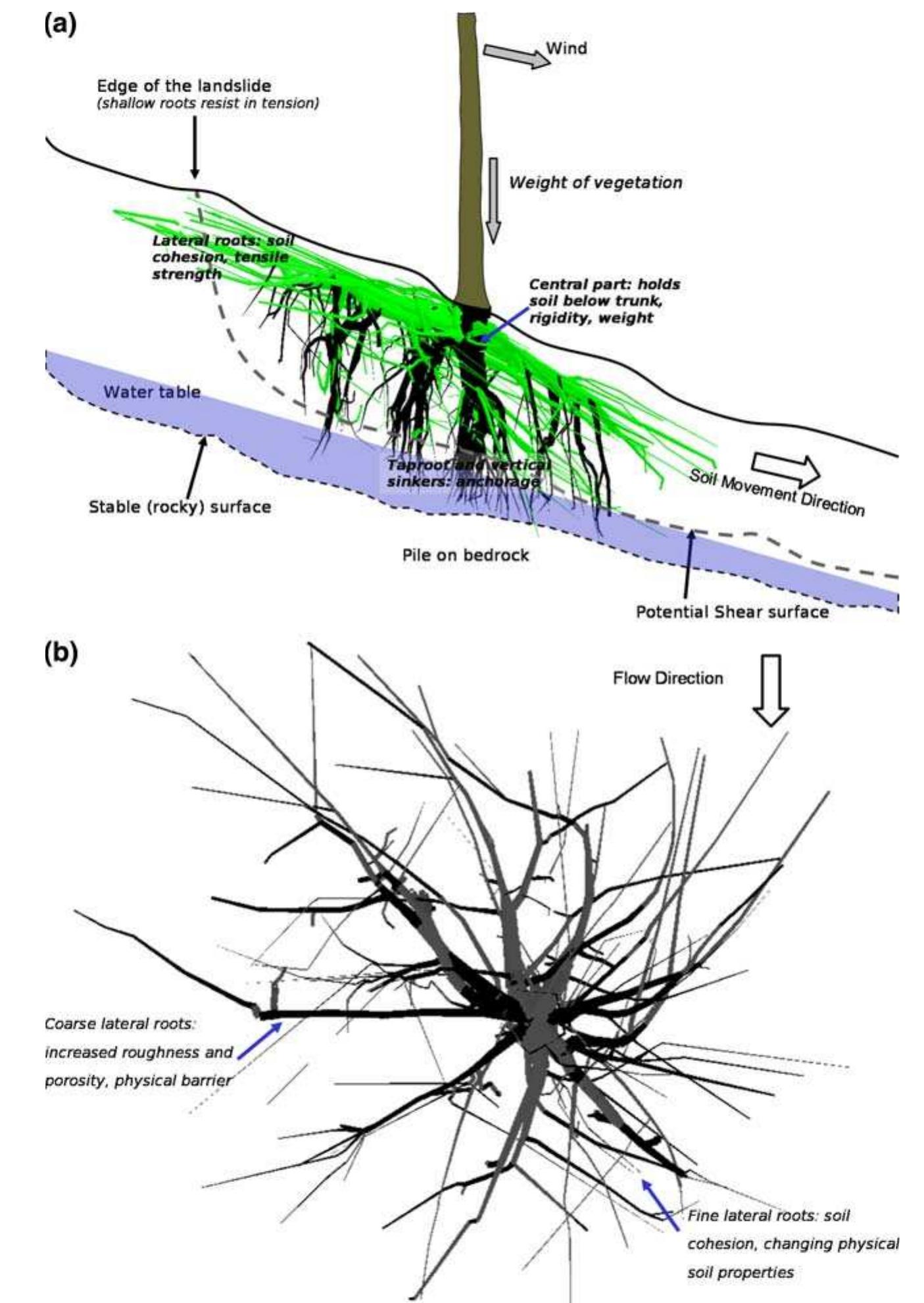 Sparse Roots (PDF) The role of fine and coarse roots in shallow slope stability and ...