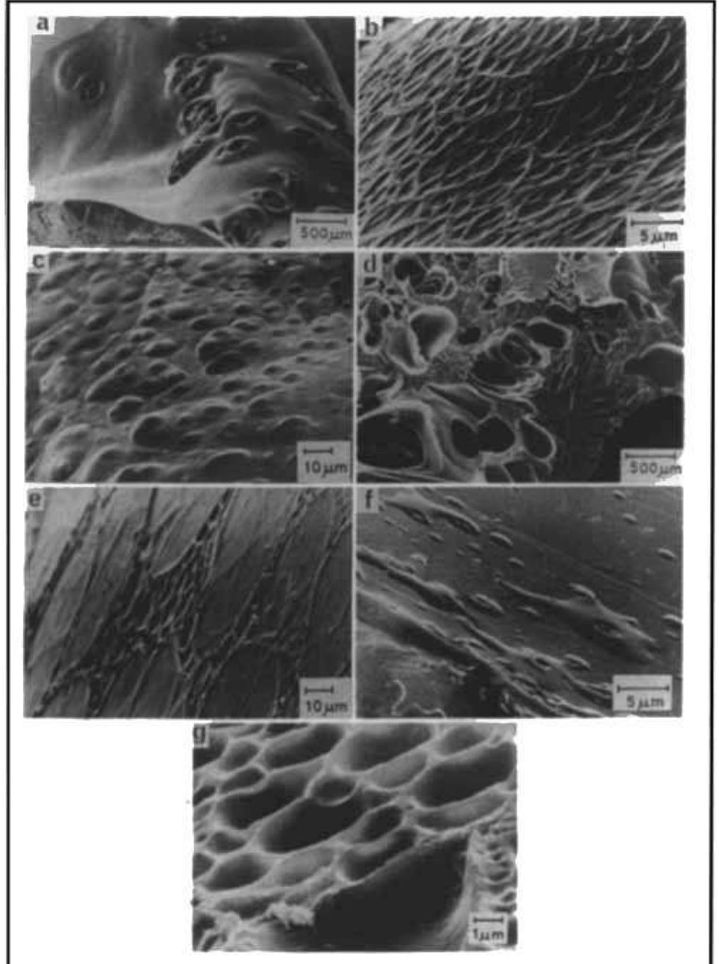 Ure 6. scanning electron micrographs of polyethylene strands