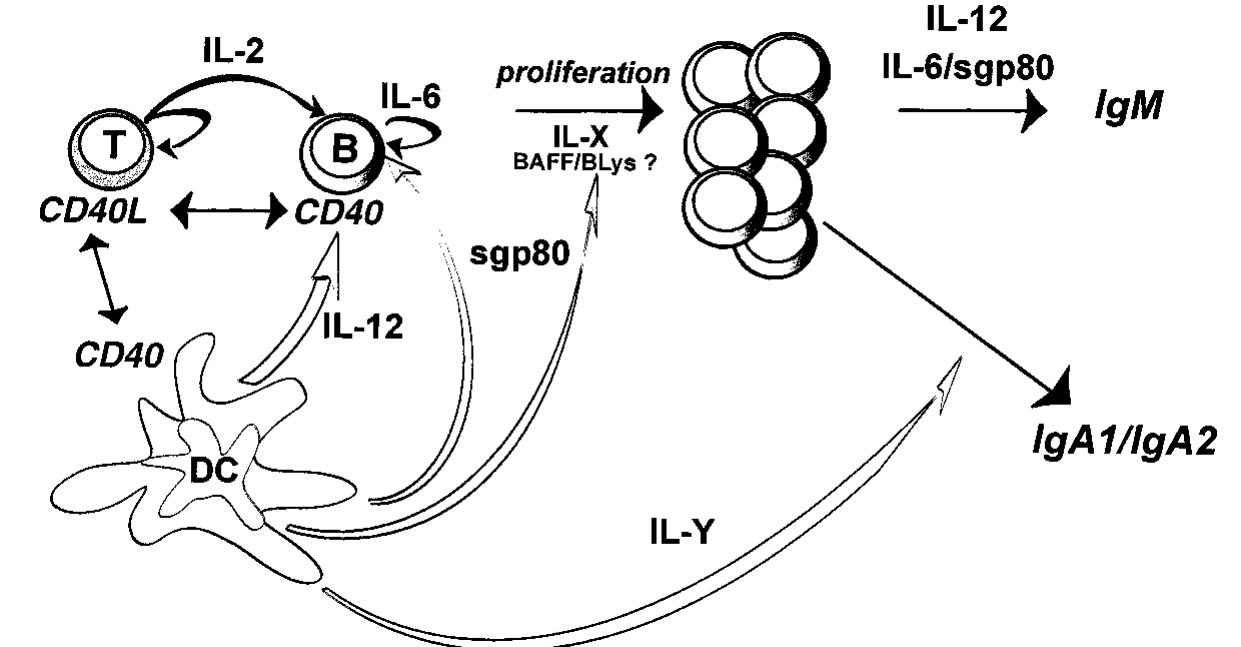 Dendritic cells (dcs) directly signal b cells at the time of