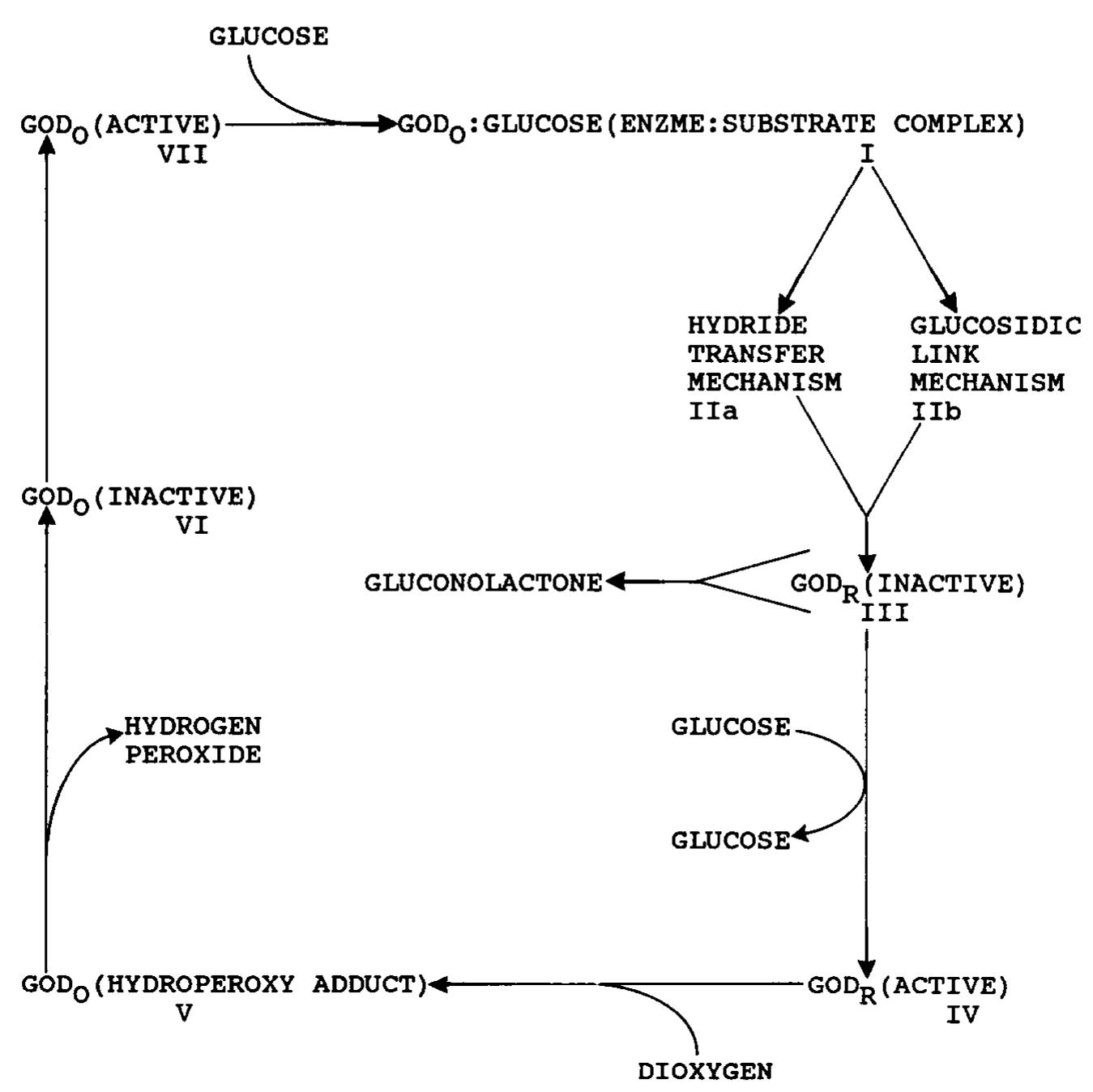 Schematic diagram of the way in which god oxidizes glucose