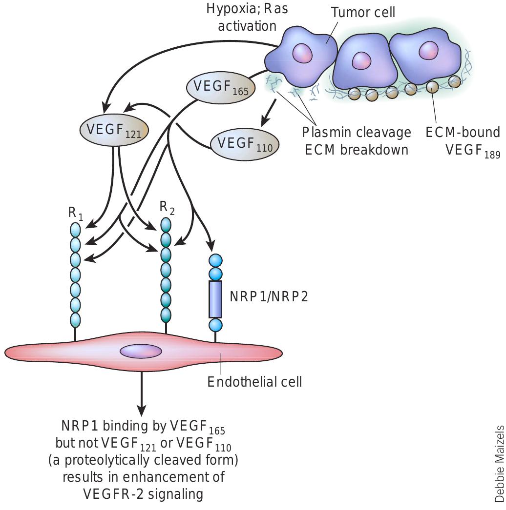 (PDF) The biology of VEGF and its receptors