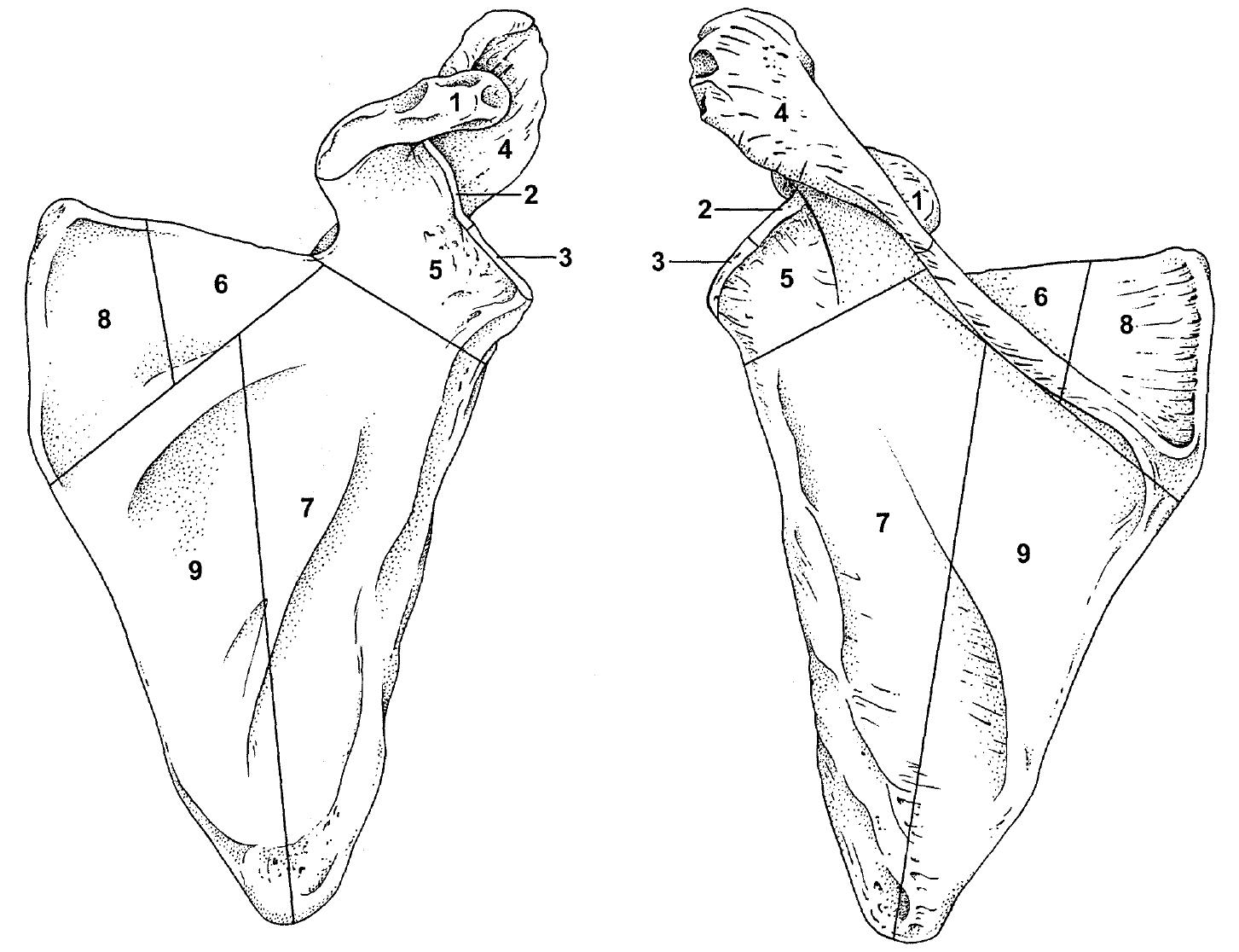 Lateral Axillary Rib Mandible, medial (internal) and lateral (external) views: 1—