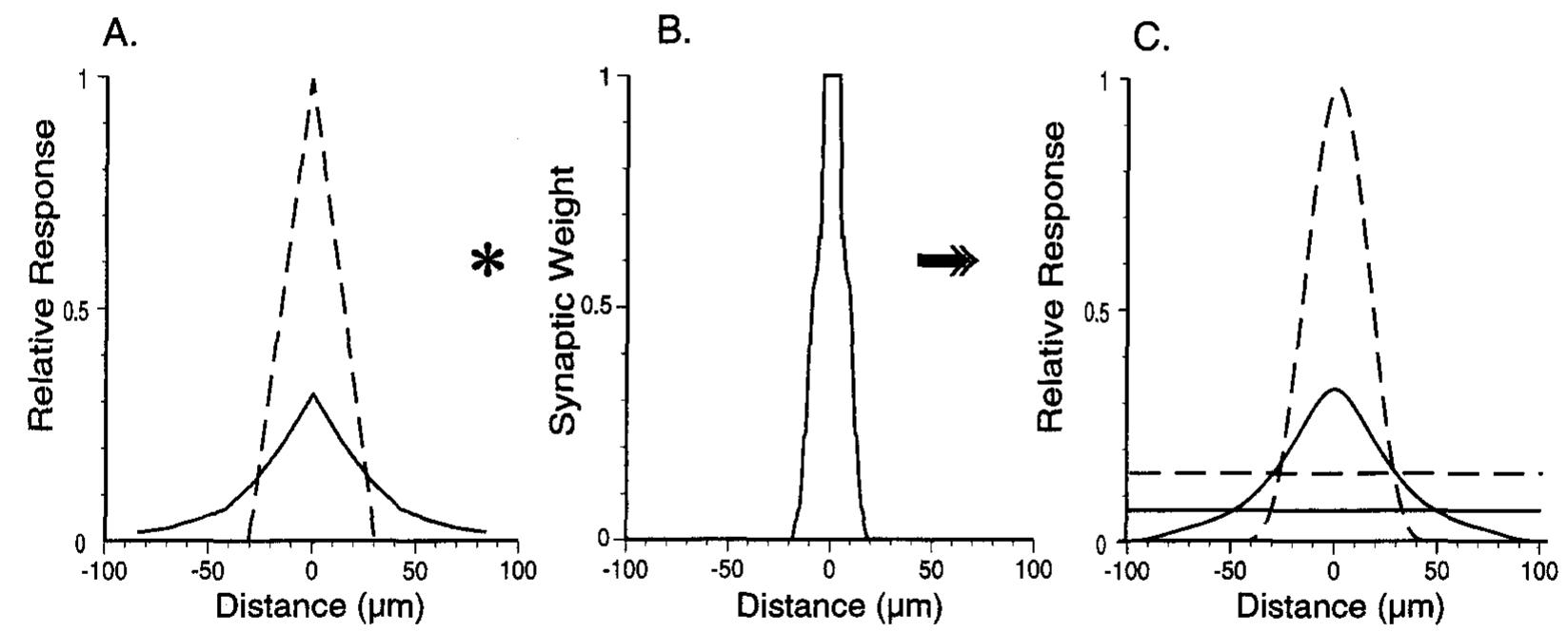 Effect of coupling on ganglion cell receptive field size.