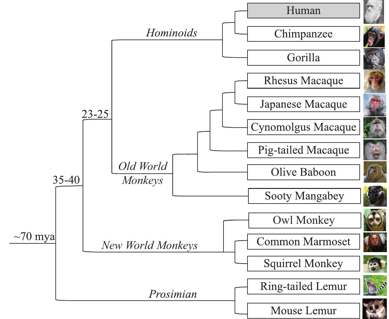 Species of the nhprtr. animals were chosen to represent