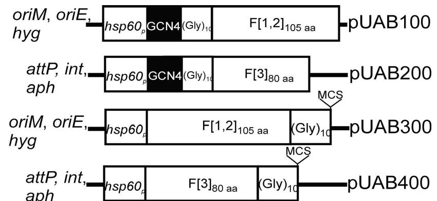 Schematic diagram of the plasmids used in m-pfc. puab100 and