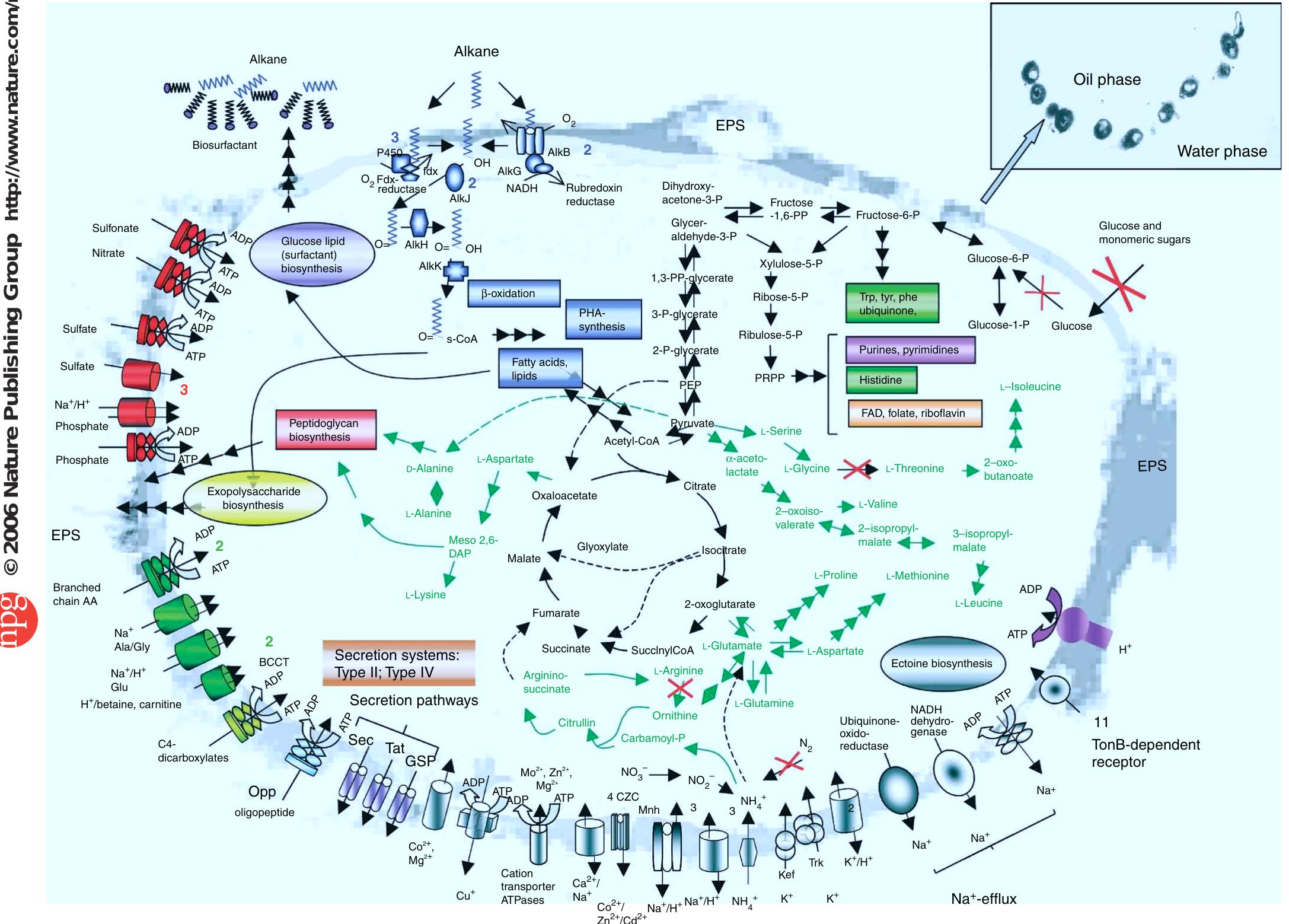Schematic overview of metabolism and transport in a.