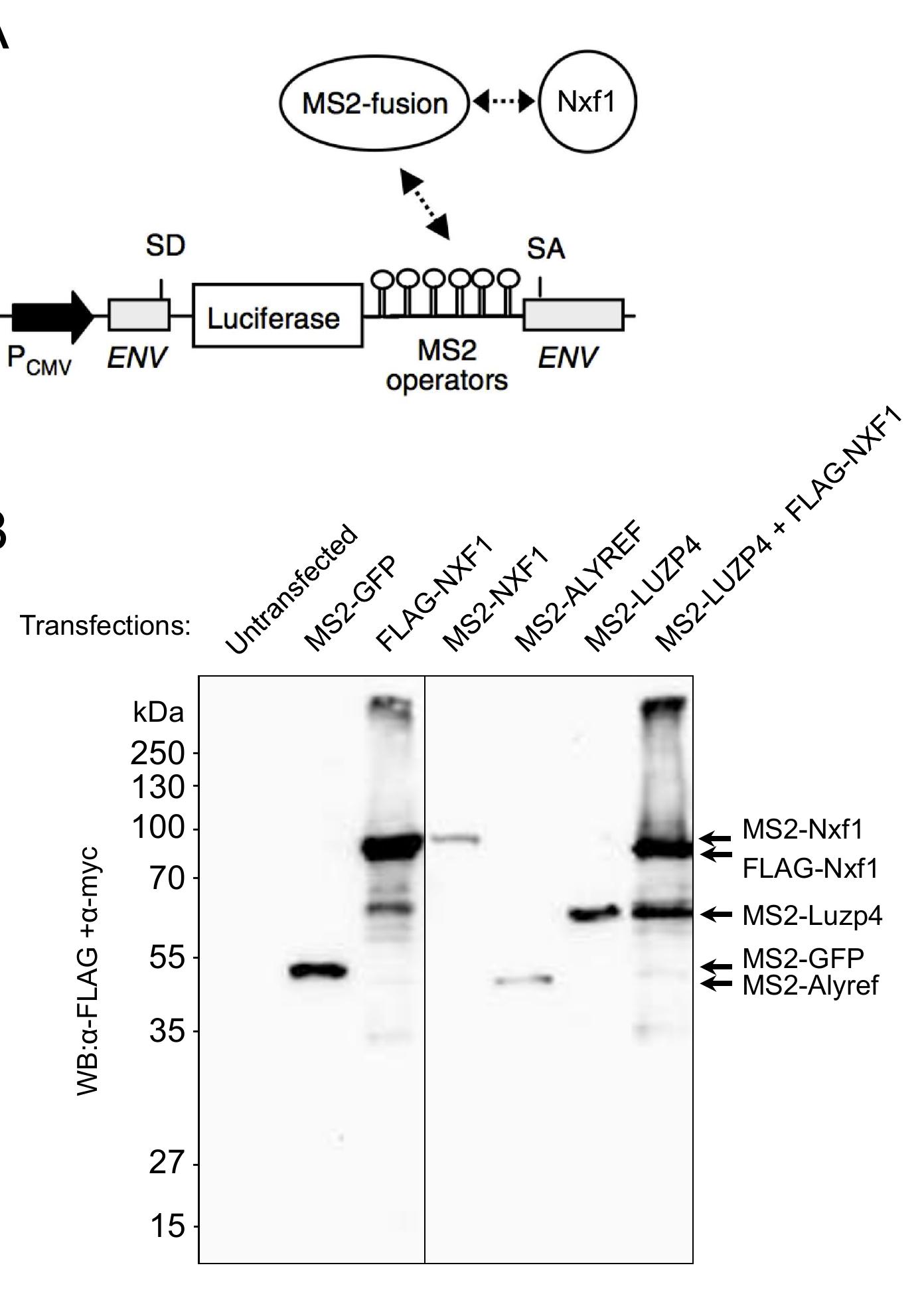 Figure 12 - Luzp4 defines a new mRNA export pathway in