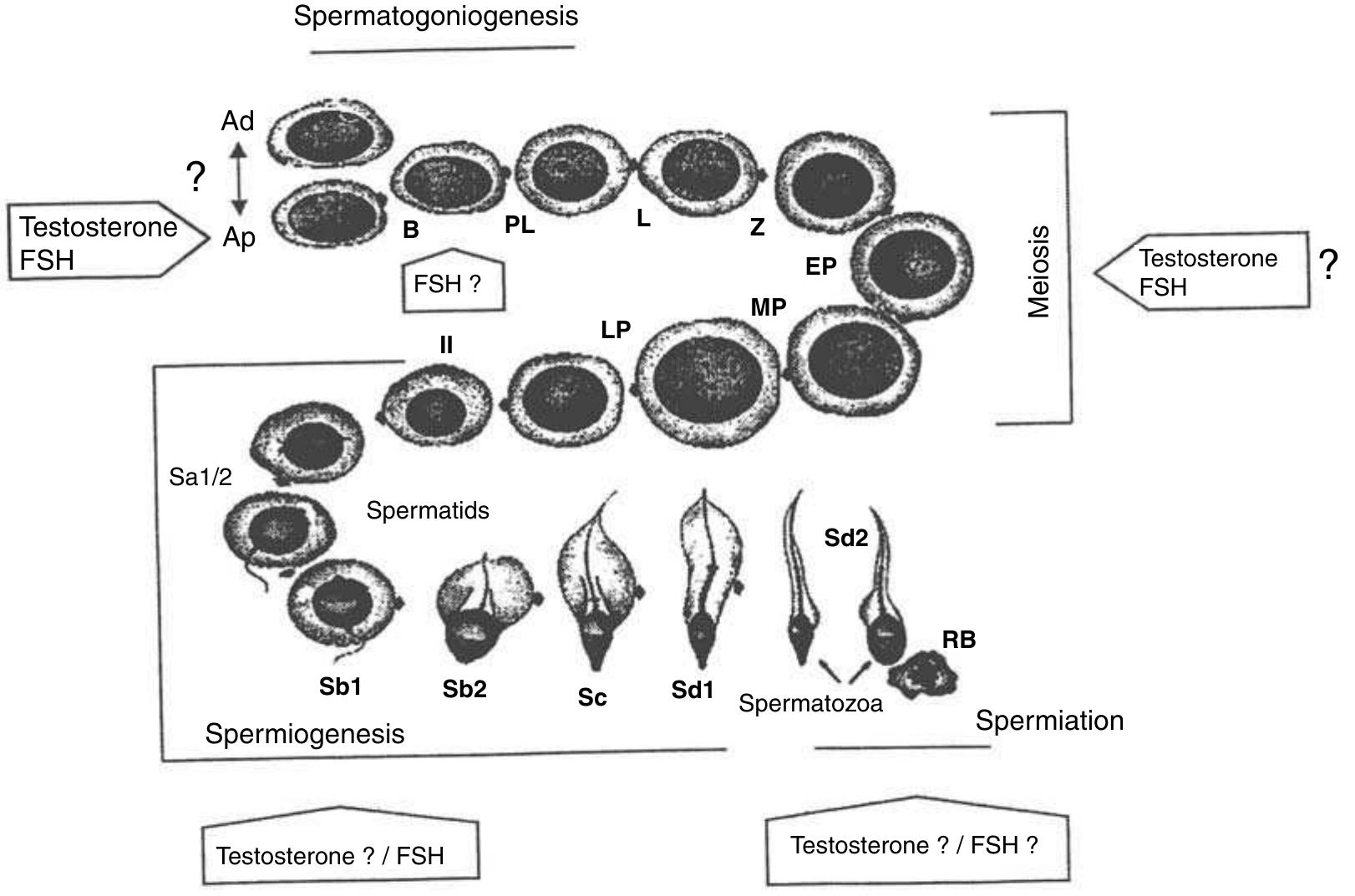 (PDF) The role of testosterone in spermatogenesis