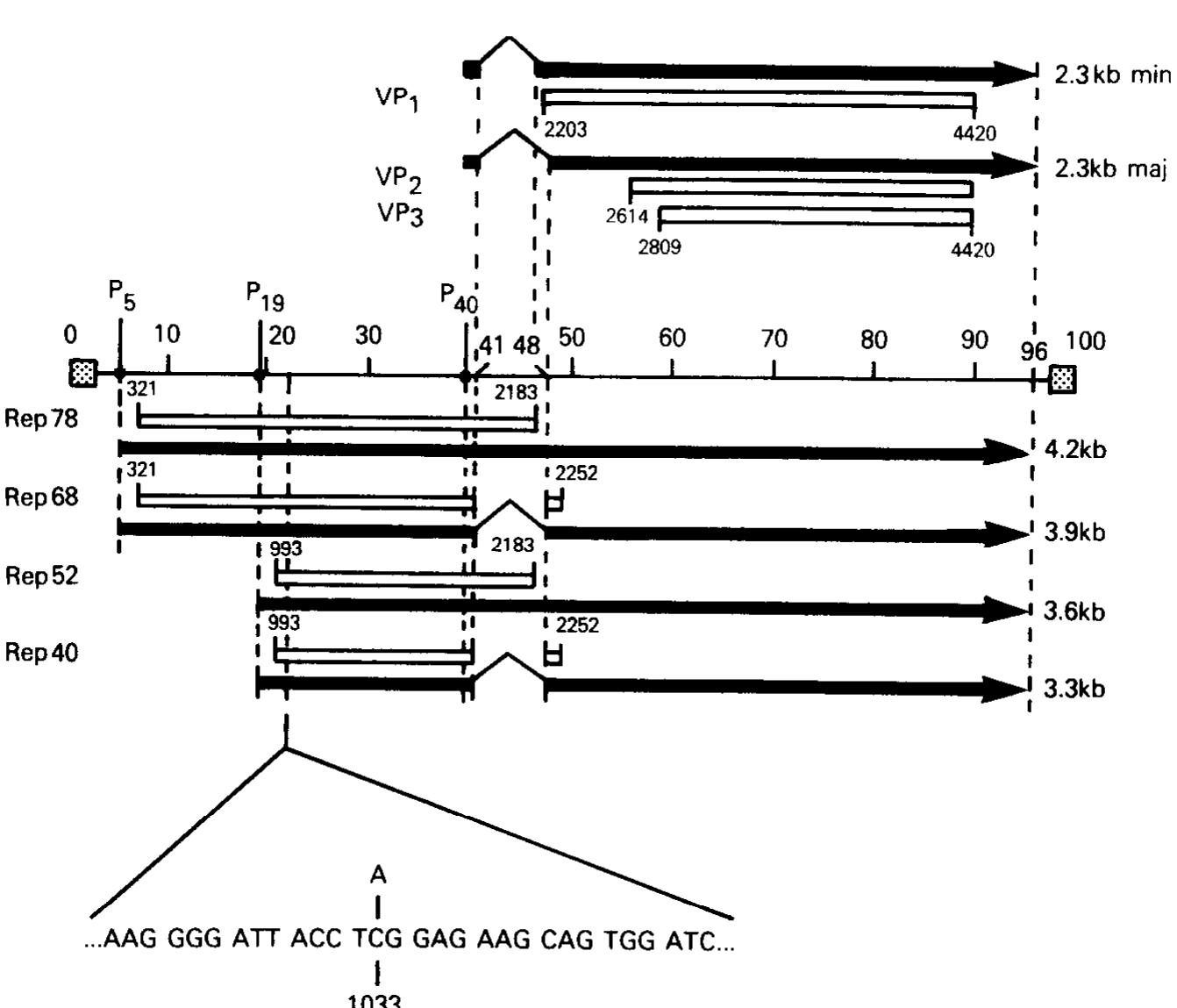 Figure 1 - from Replication of a human parvovirus nonsense
