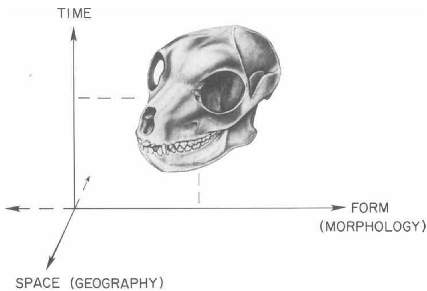 (PDF) Primate evolution: Evidence from the fossil record, comparative ...
