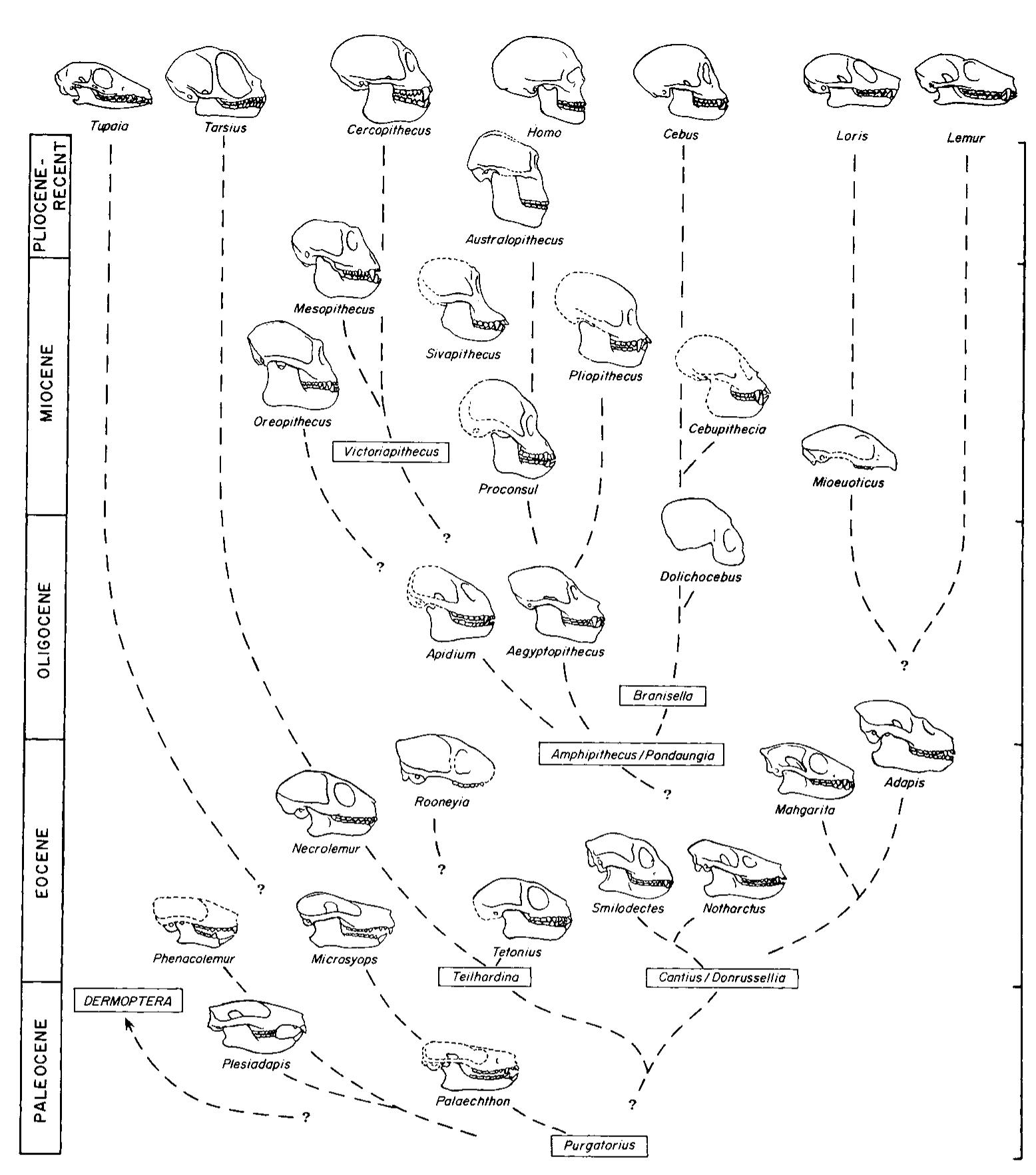 (PDF) Primate evolution: Evidence from the fossil record, comparative ...