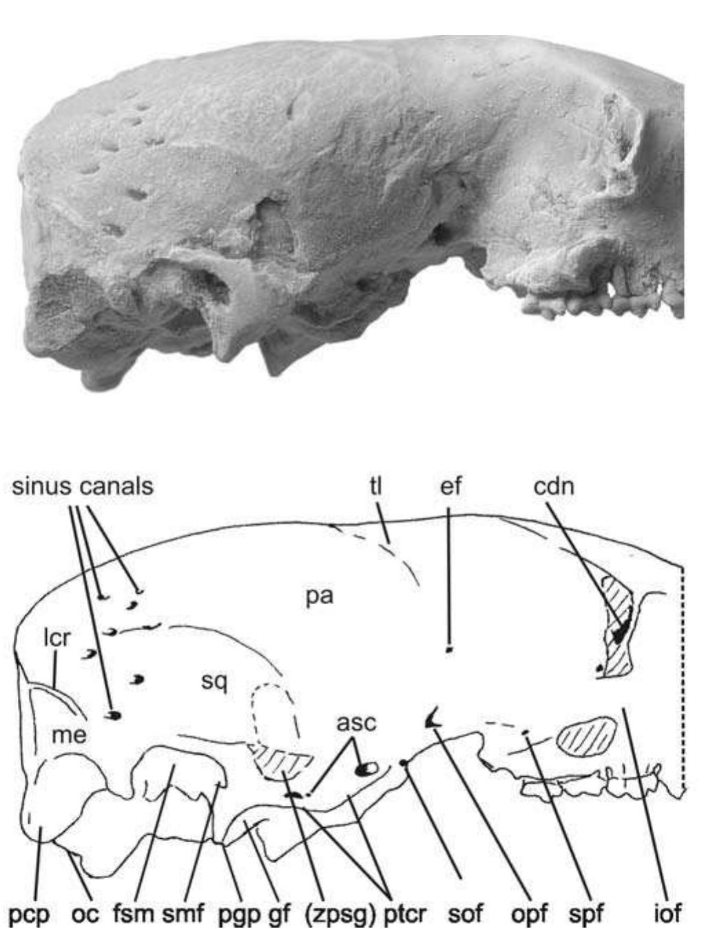 Text-fig. 14. comparison of the dorsal cranial morphology of