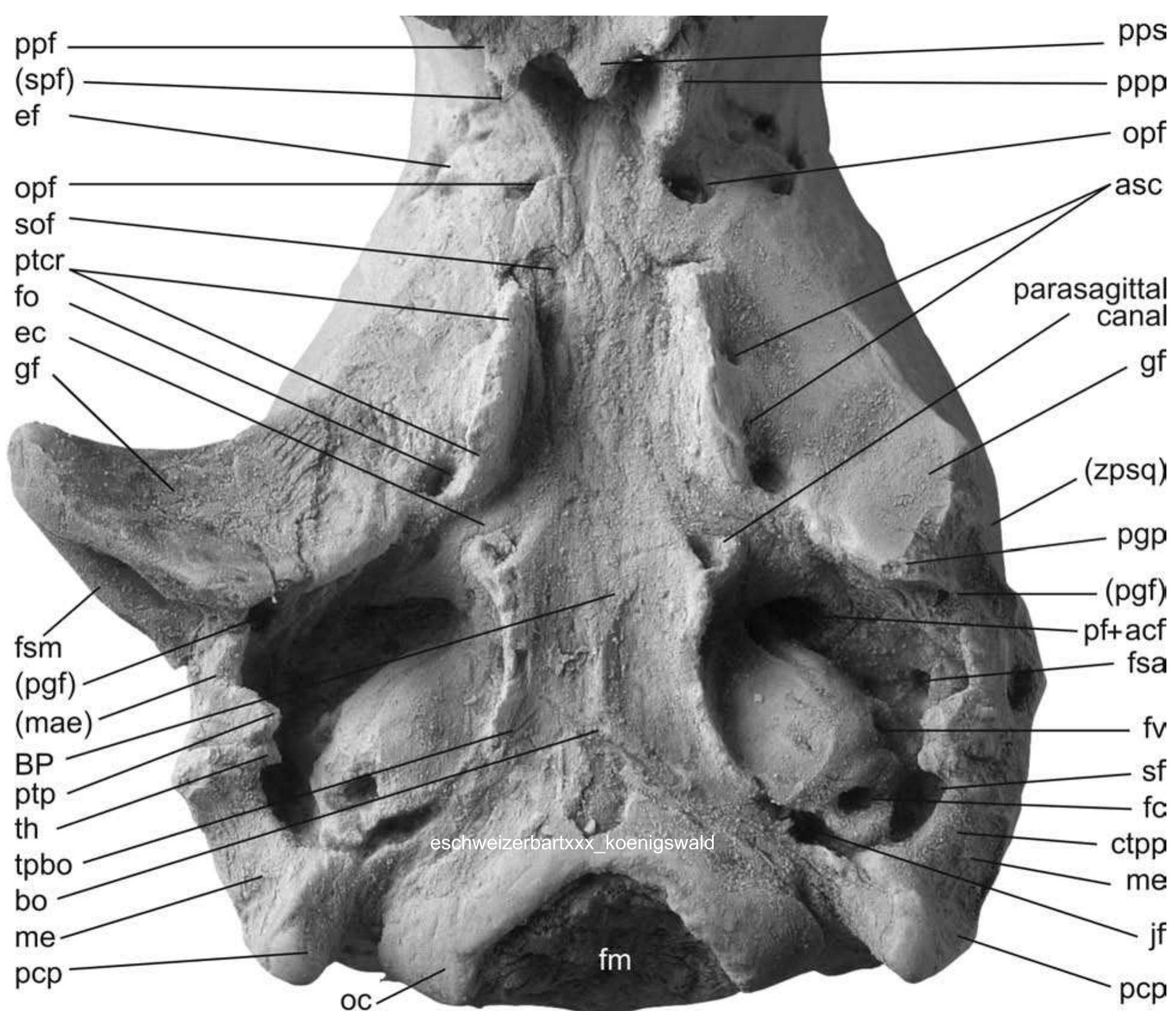 Text-fig. 14. comparison of the dorsal cranial morphology of