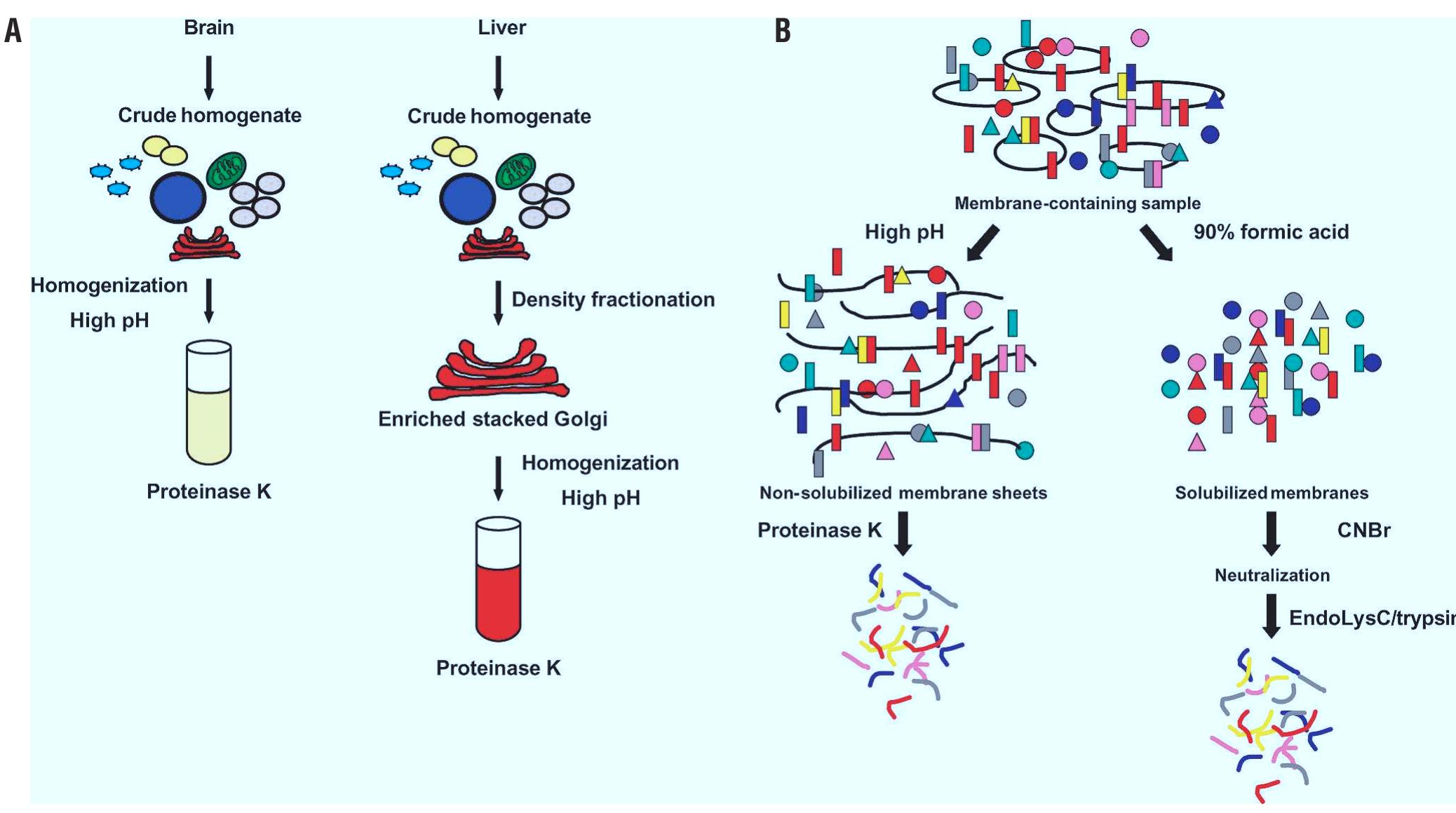 (PDF) A method for the comprehensive proteomic analysis of membrane ...