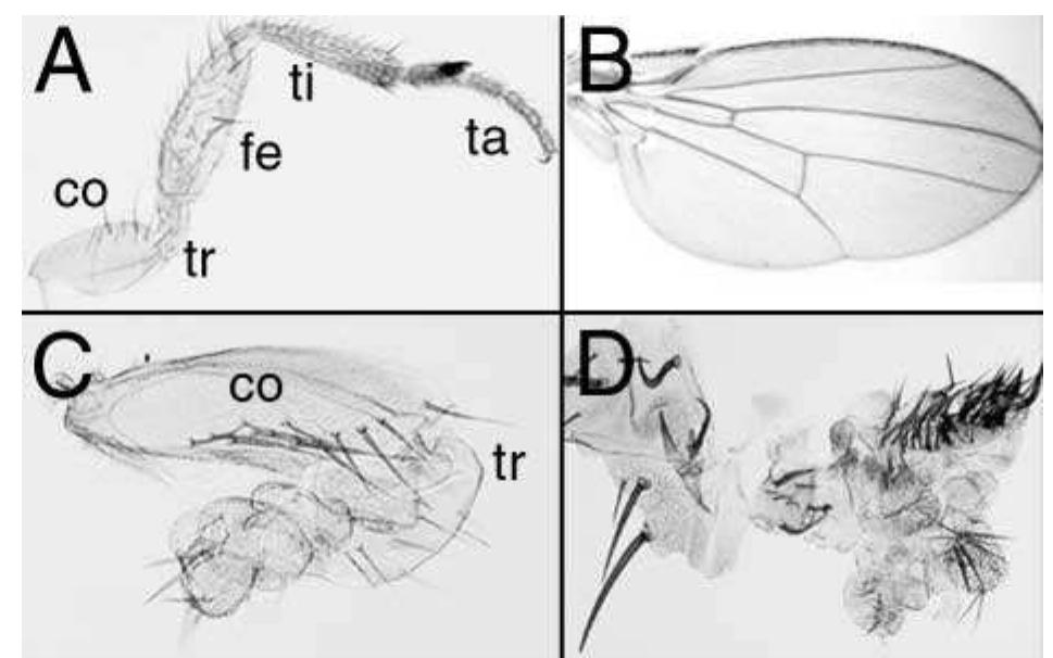 (PDF) Proximodistal subdivision of Drosophila legs and wings: the elbow ...