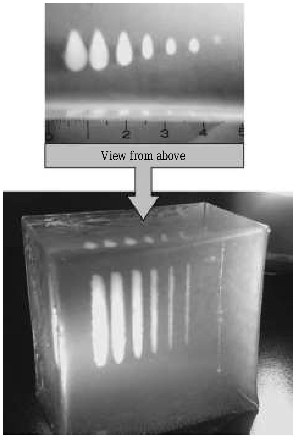 Hifu lesions (left) in transparent gel phantom and b-mode