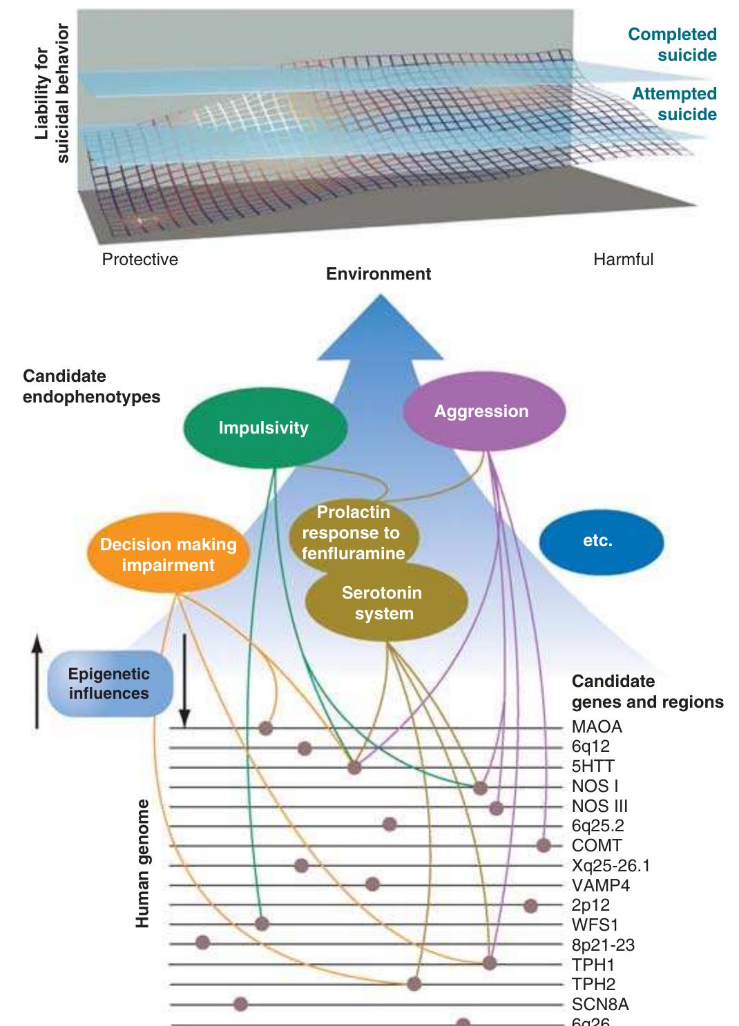 Endophenotypes Candidate gene regions, genes and endophenotypes implicated