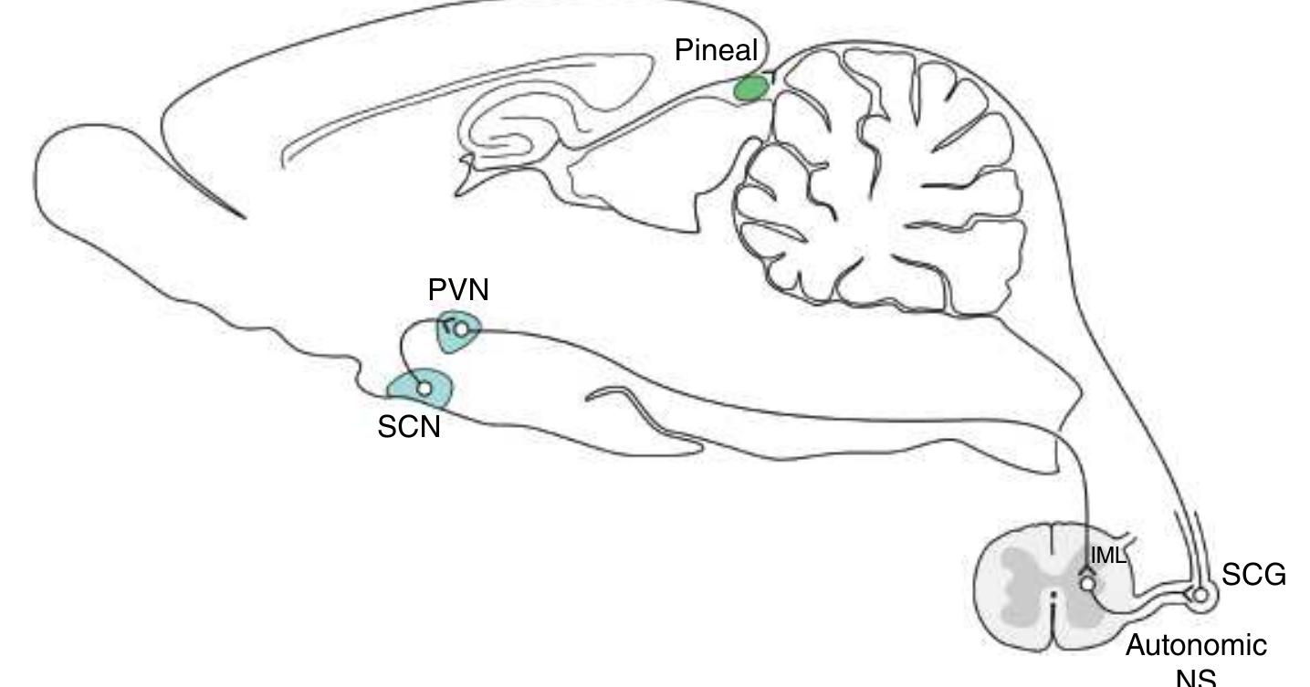 (PDF) The suprachiasmatic nucleus (SCN): Critical points