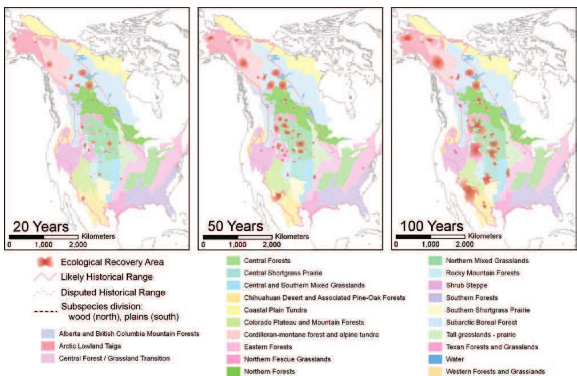 (PDF) The Ecological Future of the North American Bison: Conceiving ...