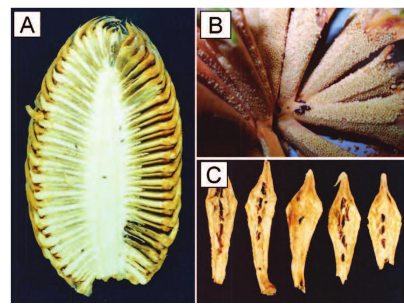 -3. a. longitudinal section of predehiscent pollen cone of