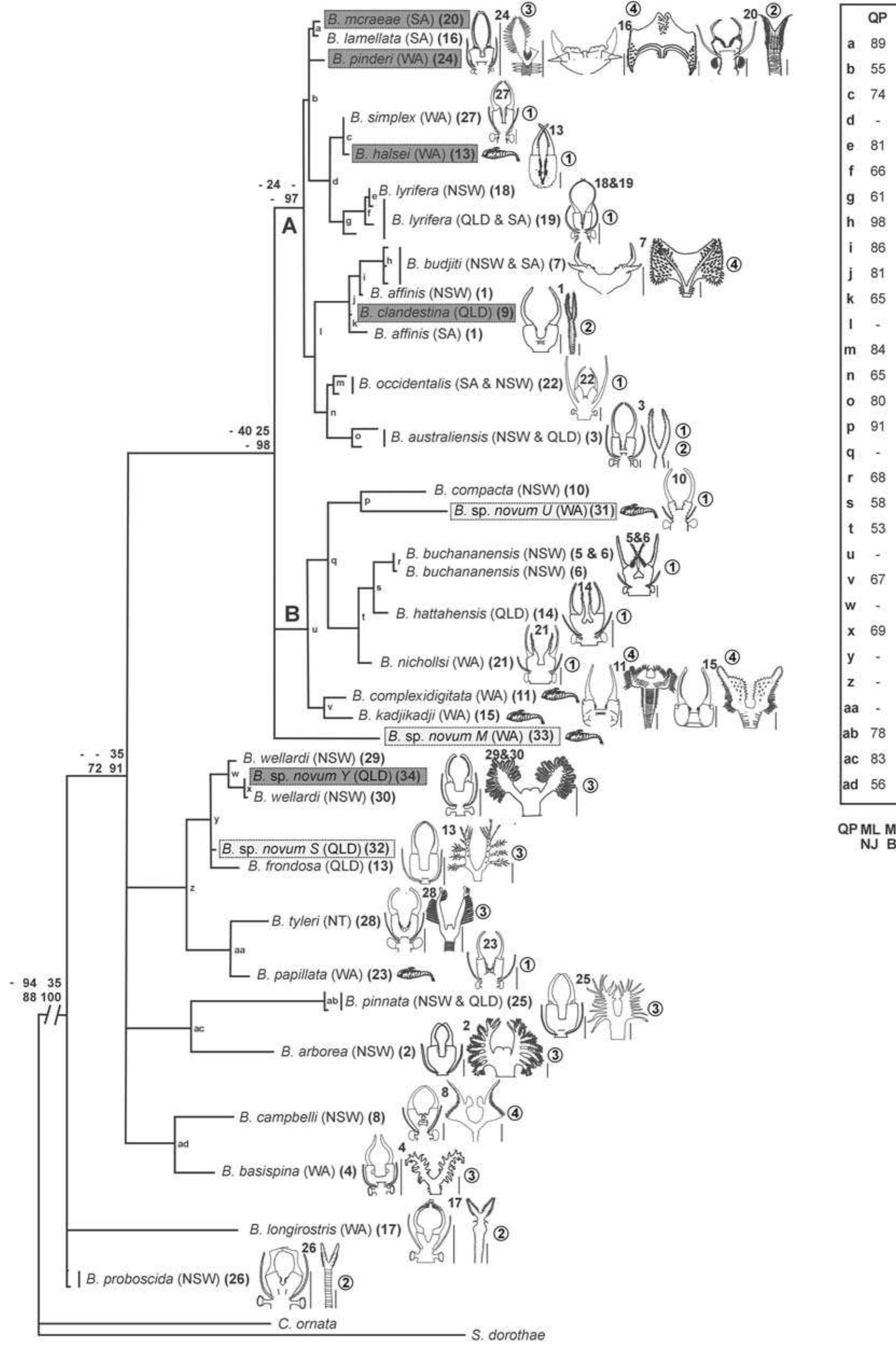 (PDF) Fairy shrimps in distress: a molecular taxonomic review of the ...