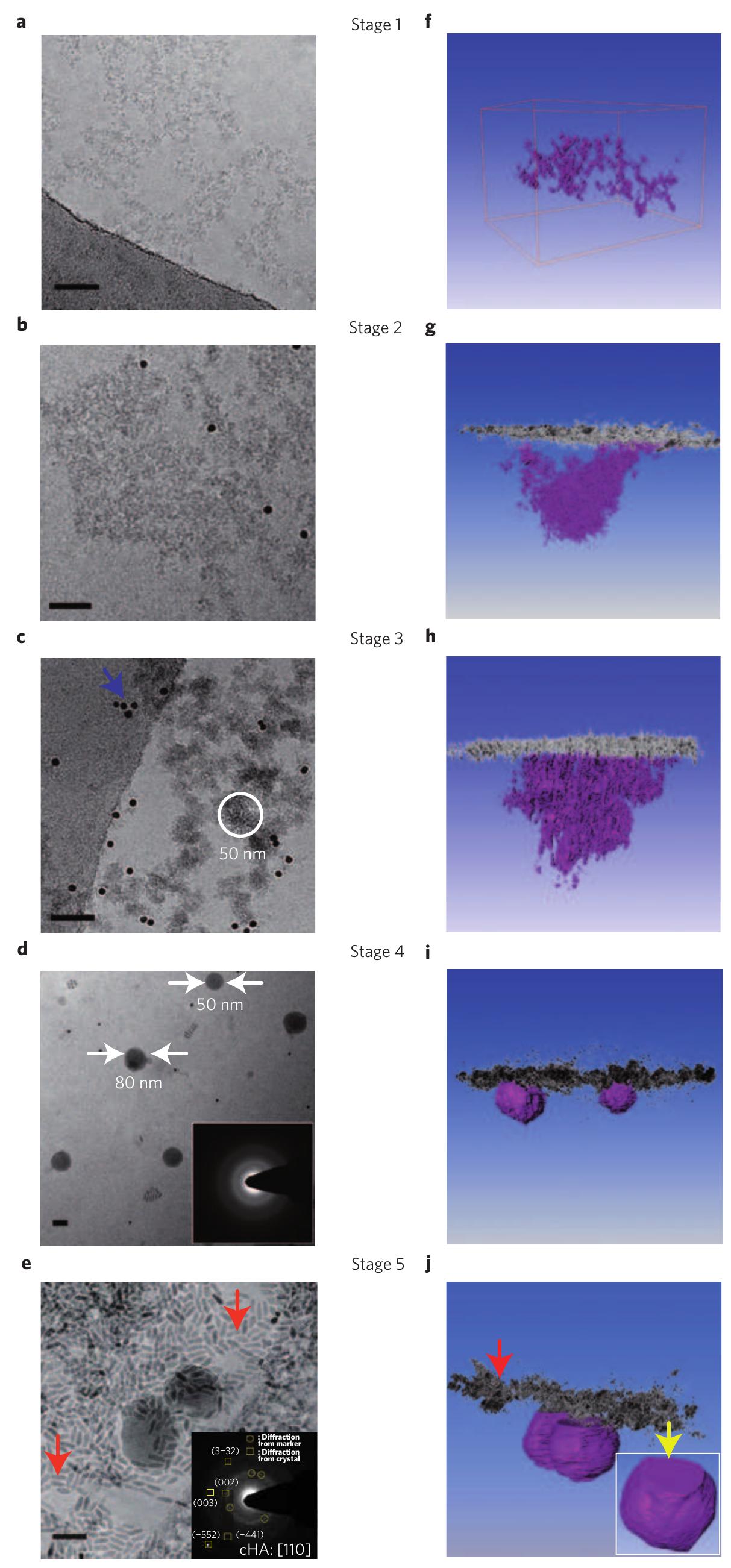Figure 3 - from The role of prenucleation clusters in