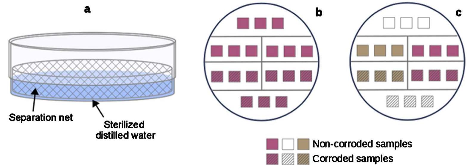 (PDF) Fungal biodeterioration of stained-glass windows