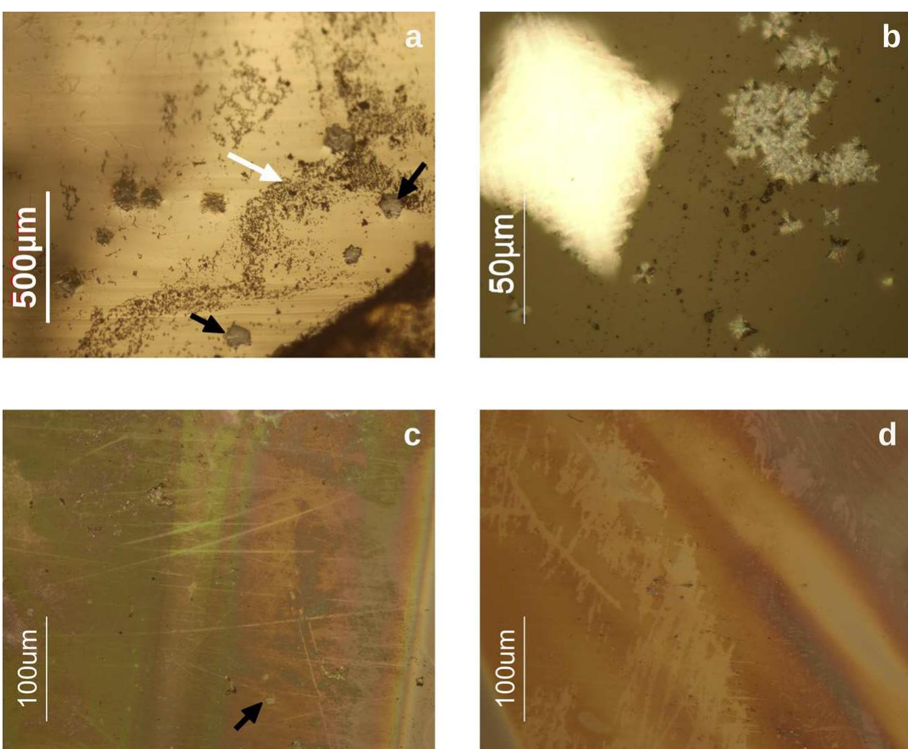 (PDF) Fungal biodeterioration of stained-glass windows