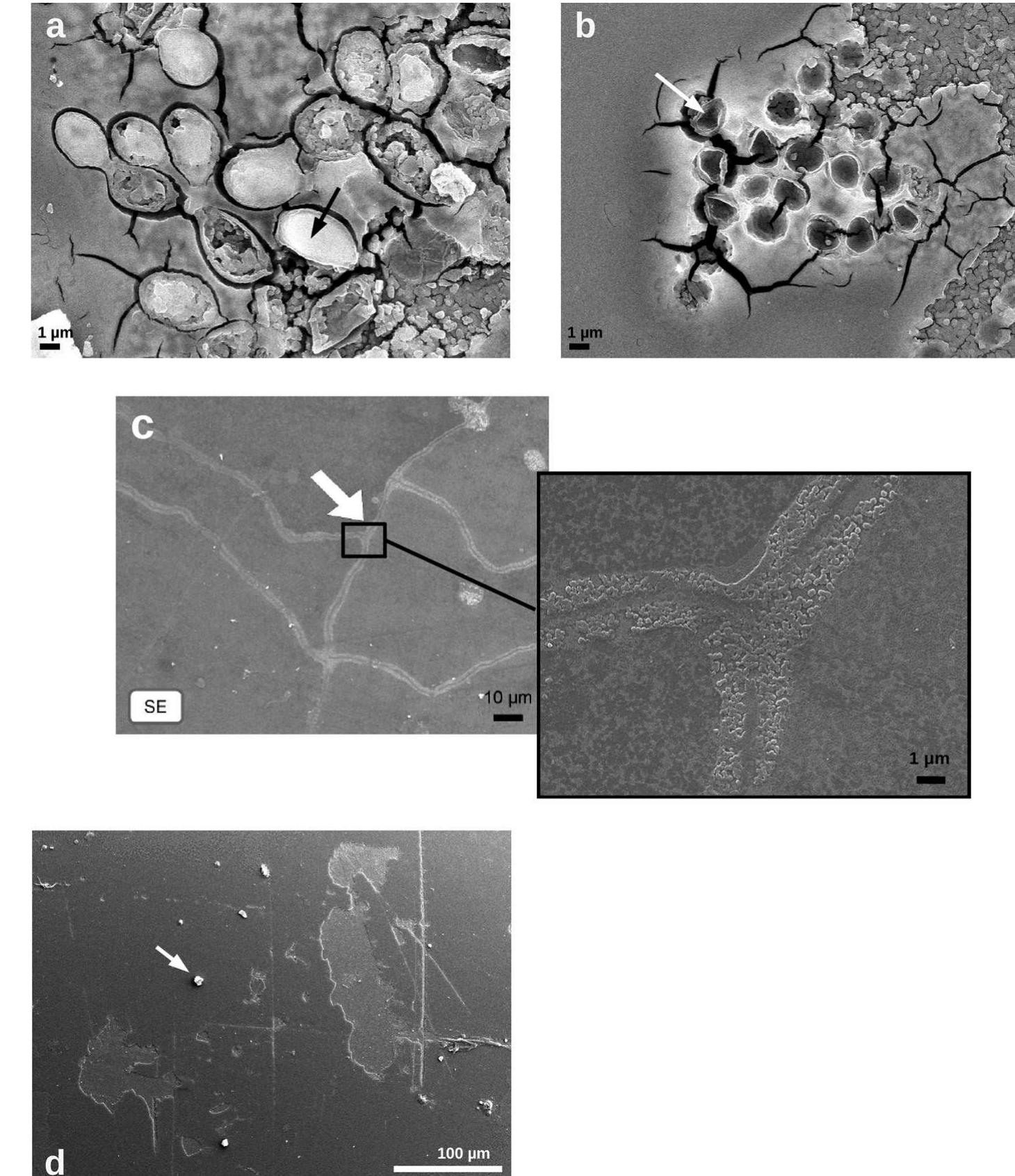 (PDF) Fungal biodeterioration of stained-glass windows